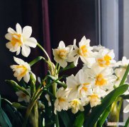 水仙花水培种球如何处理，买回来的水仙花种球怎么水培开花？养好几次水仙花都是哑花