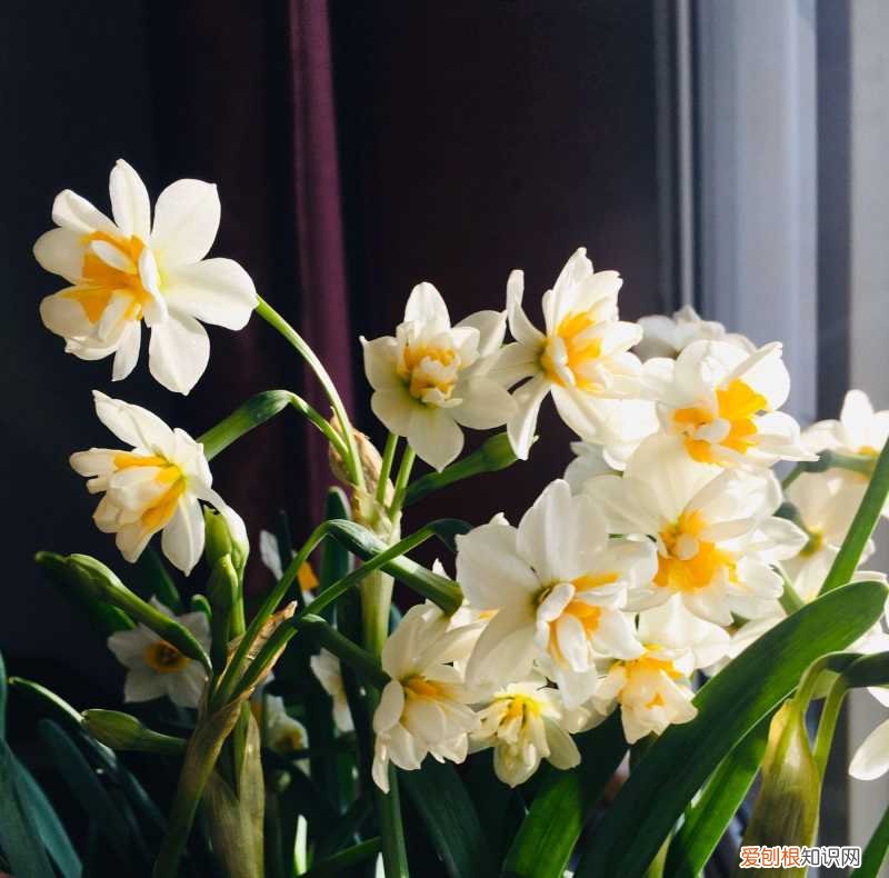 水仙花水培种球如何处理，买回来的水仙花种球怎么水培开花？养好几次水仙花都是哑花