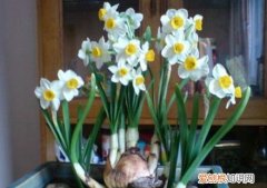 水仙花的培植方法，水培水仙花的小技巧，每晚多做“1步”，开花更多，株型更美
