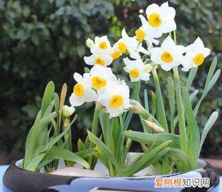 水仙花的培植方法，水培水仙花的小技巧，每晚多做“1步”，开花更多，株型更美