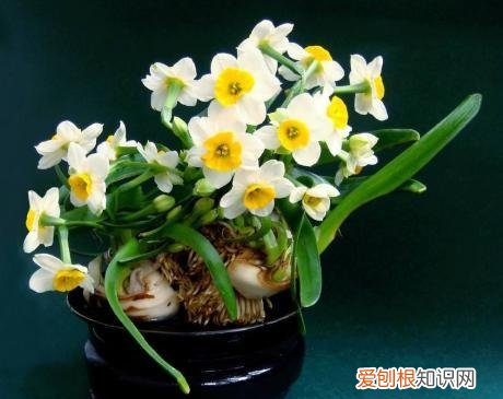 水仙花的培植方法，水培水仙花的小技巧，每晚多做“1步”，开花更多，株型更美