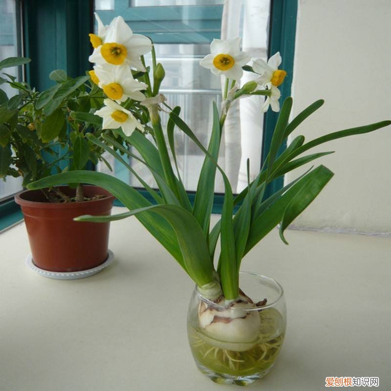 给家里增添气氛，想为家里增添喜庆感，水仙花必不可少，如何正确水培你知道吗？