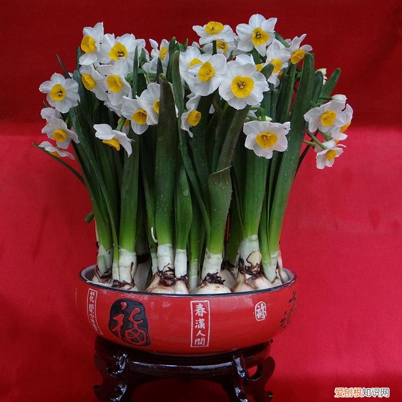 给家里增添气氛，想为家里增添喜庆感，水仙花必不可少，如何正确水培你知道吗？