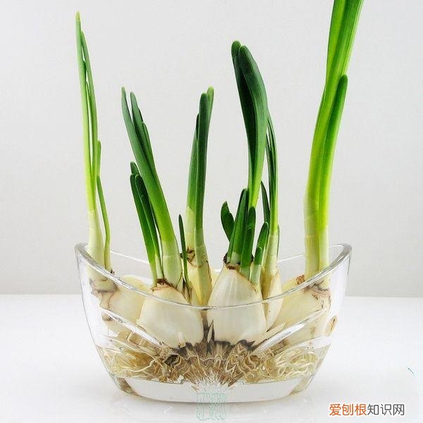 给家里增添气氛，想为家里增添喜庆感，水仙花必不可少，如何正确水培你知道吗？