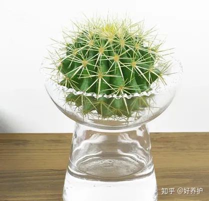 仙人球可以在水里养吗，仙人球忌水，她却水培，只用4步，好养又干净！
