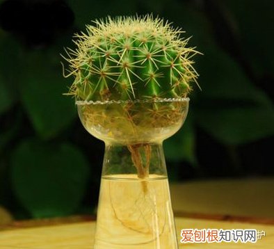 仙人球可以在水里养吗，仙人球忌水，她却水培，只用4步，好养又干净！