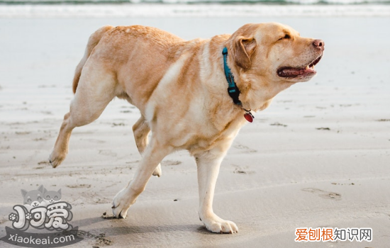 狗狗乱咬东西怎么办，试试这几个方法，怎么样治狗狗乱咬东西