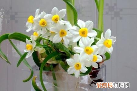 水仙土培多久开花，水仙水培最简单，使其春节期间如期绽放，上盆的时机很重要