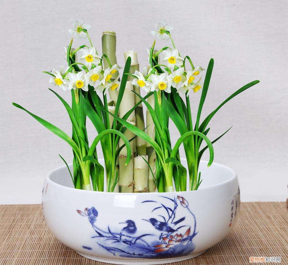 怎样养水培水仙花,水培水仙养护技巧,从选购到上盆,从发芽到开花,超级实用