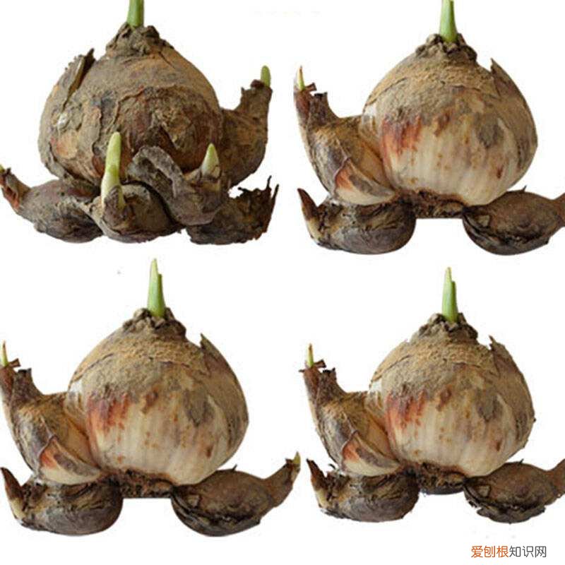 怎样养水培水仙花,水培水仙养护技巧,从选购到上盆,从发芽到开花,超级实用