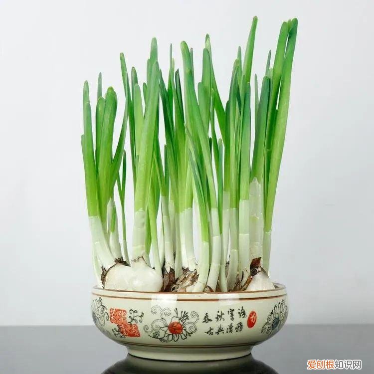 水仙花长根以后怎么养，1月开始“泡水仙花”，4个小妙招，让叶片根根挺立，花朵大又多