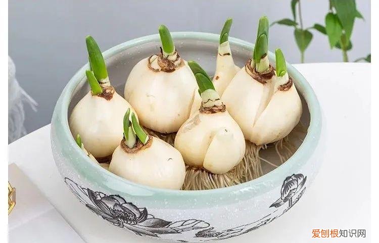 水仙花长根以后怎么养，1月开始“泡水仙花”，4个小妙招，让叶片根根挺立，花朵大又多