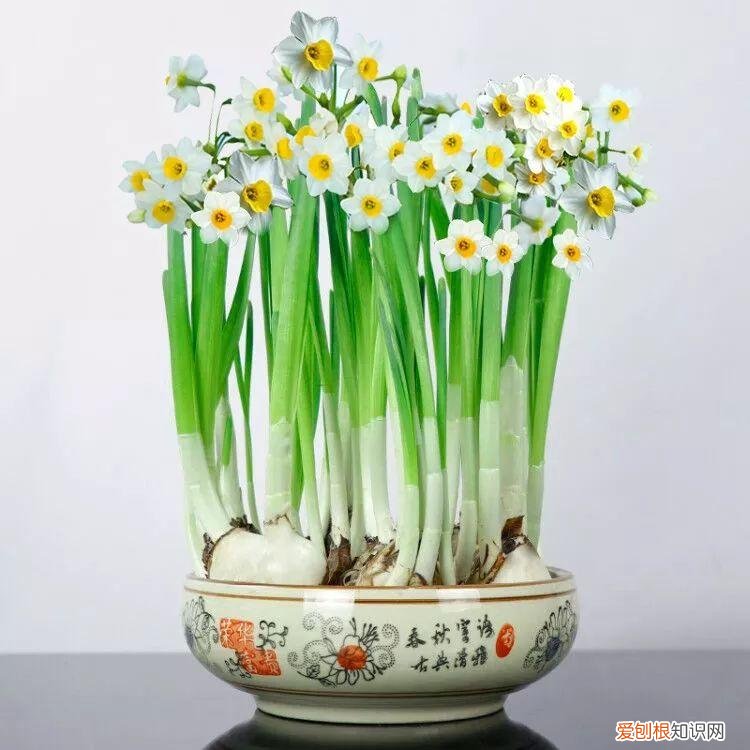 水仙花长根以后怎么养，1月开始“泡水仙花”，4个小妙招，让叶片根根挺立，花朵大又多