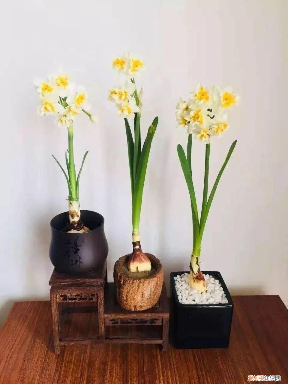 水仙花长根以后怎么养，1月开始“泡水仙花”，4个小妙招，让叶片根根挺立，花朵大又多