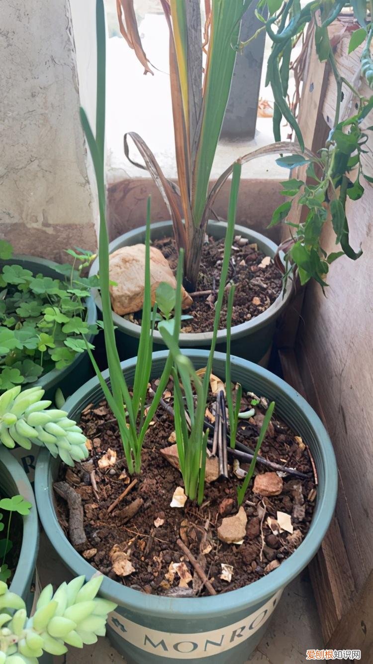 水仙花球可以土培吗，养水仙水培土培都可以，但是不能水土混养，容易烂球