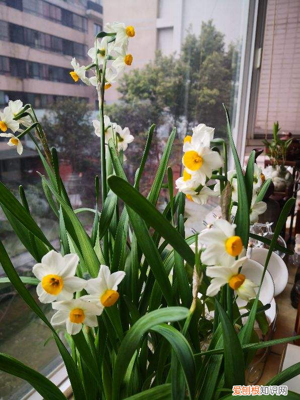 水仙花球可以土培吗，养水仙水培土培都可以，但是不能水土混养，容易烂球