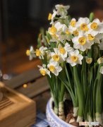 春天养水仙能开花吗，冬天养水仙，6块钱4个球，水培养护，40天就开花，很好养