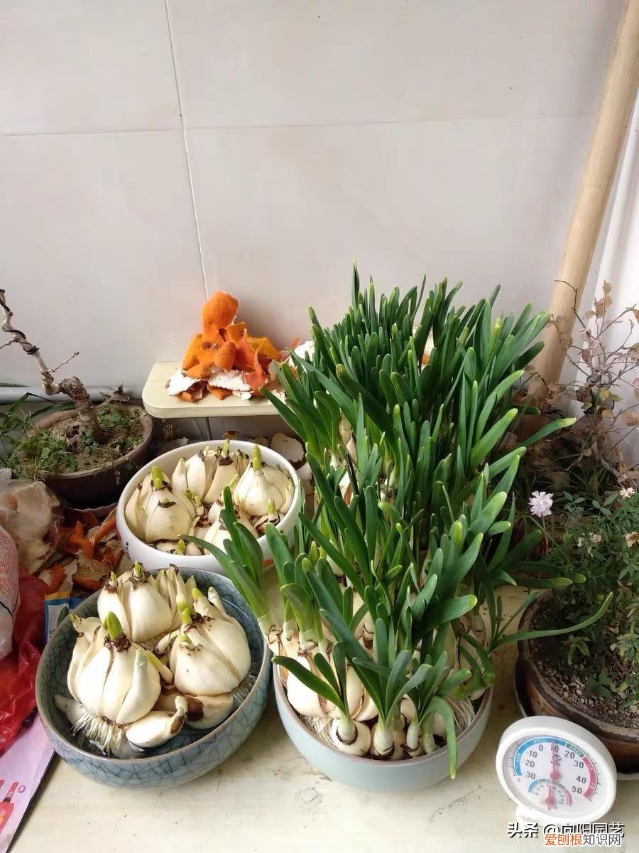 春天养水仙能开花吗，冬天养水仙，6块钱4个球，水培养护，40天就开花，很好养