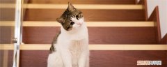 猫为什么鼻音哼唧，猫哼哼发出鼻音