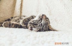 猫咪尿闭没钱治疗怎么办啊，猫咪尿闭没钱治疗怎么办啊