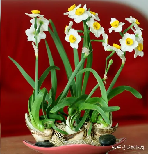 水仙花后期怎么护养，蓝妖：水仙怎样养护？做好这4点，芳香满屋！