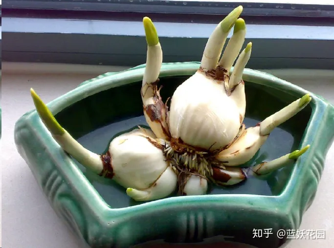 水仙花后期怎么护养，蓝妖：水仙怎样养护？做好这4点，芳香满屋！