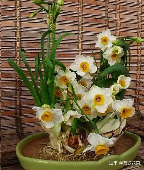 水仙花后期怎么护养，蓝妖：水仙怎样养护？做好这4点，芳香满屋！