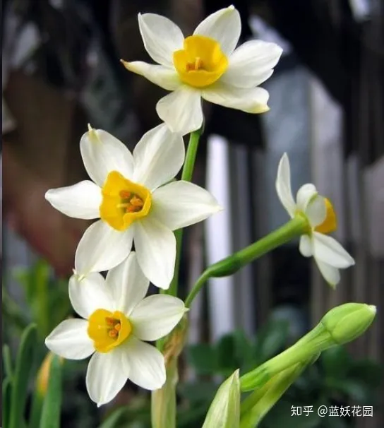 水仙花后期怎么护养，蓝妖：水仙怎样养护？做好这4点，芳香满屋！
