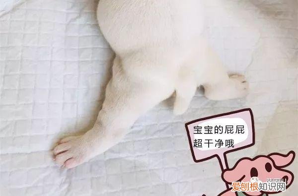 买宠物问哪些问题，铲屎官不懂这些知识点，新买的宠物狗狗一周丧命！