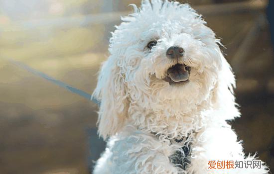怎么教狗狗游泳，这几个要点要知道，如何让狗狗游泳