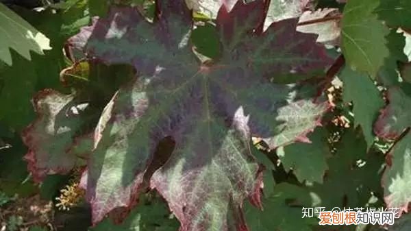 8 花卉常见的施肥方法,【养花必看】园艺小知识——磷肥