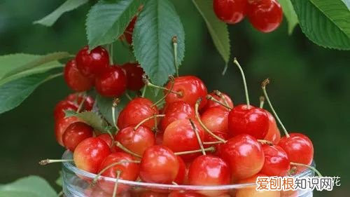 8 花卉常见的施肥方法,【养花必看】园艺小知识——磷肥