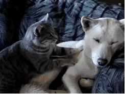 宠物猫和宠物狗的区别,一道有点难的选择题:猫咪和狗狗,到底哪个才是你的最佳宠物