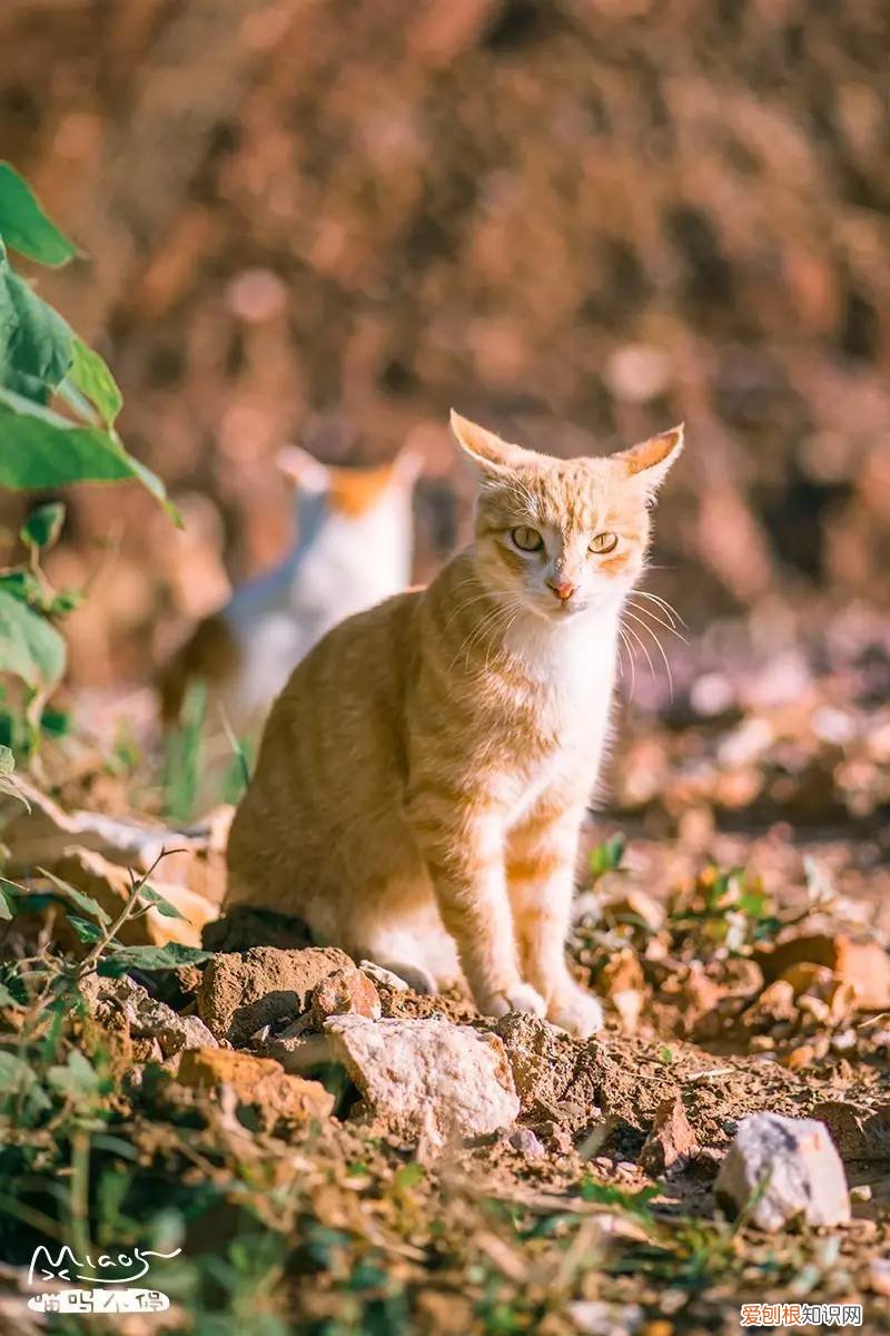 标准答案来啦 猫的课后题及答案，2017年猫咪知识高级考试