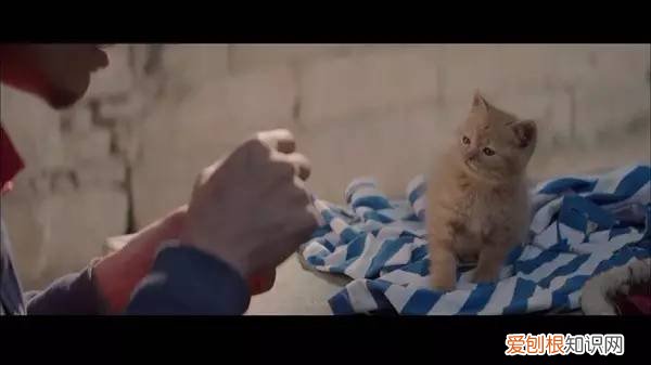 标准答案来啦 猫的课后题及答案，2017年猫咪知识高级考试