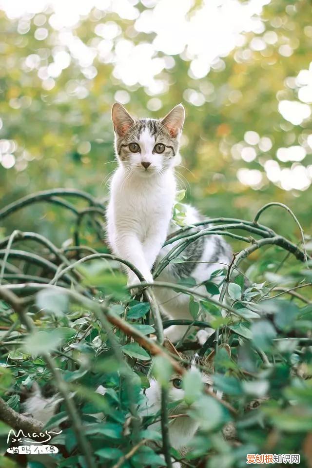 标准答案来啦 猫的课后题及答案，2017年猫咪知识高级考试