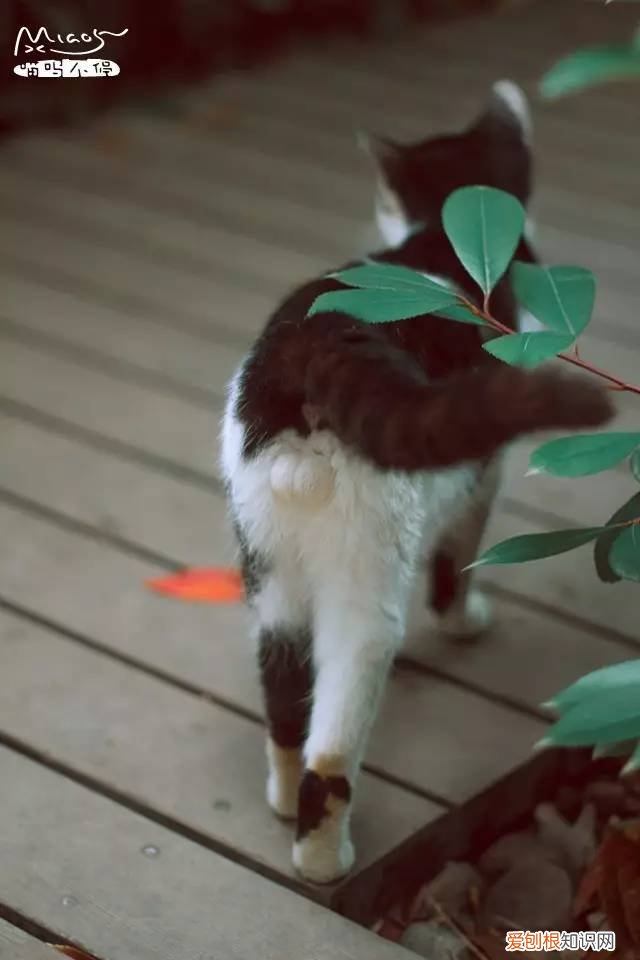 标准答案来啦 猫的课后题及答案，2017年猫咪知识高级考试
