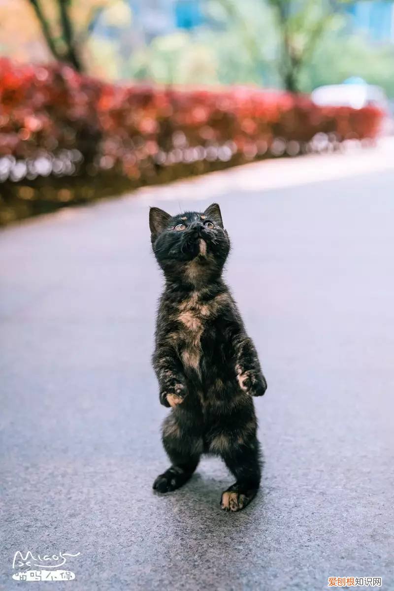 标准答案来啦 猫的课后题及答案，2017年猫咪知识高级考试