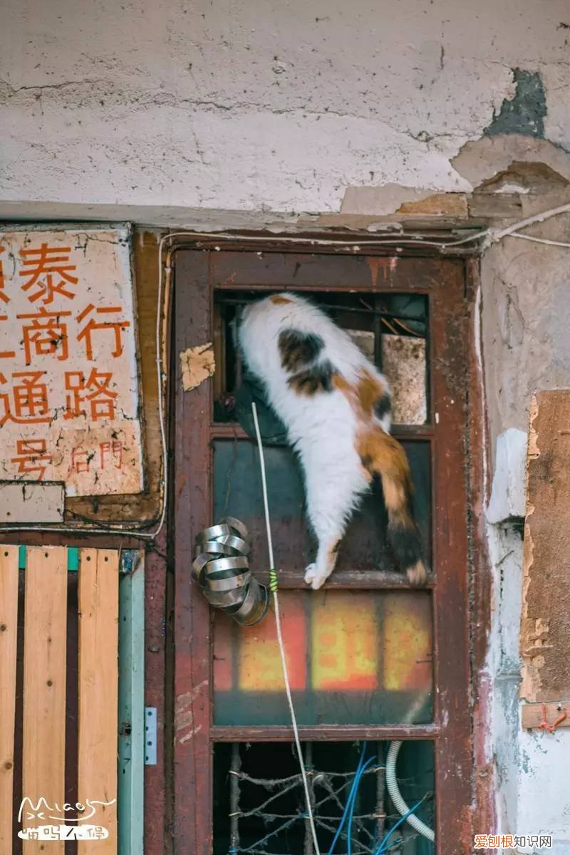 标准答案来啦 猫的课后题及答案，2017年猫咪知识高级考试