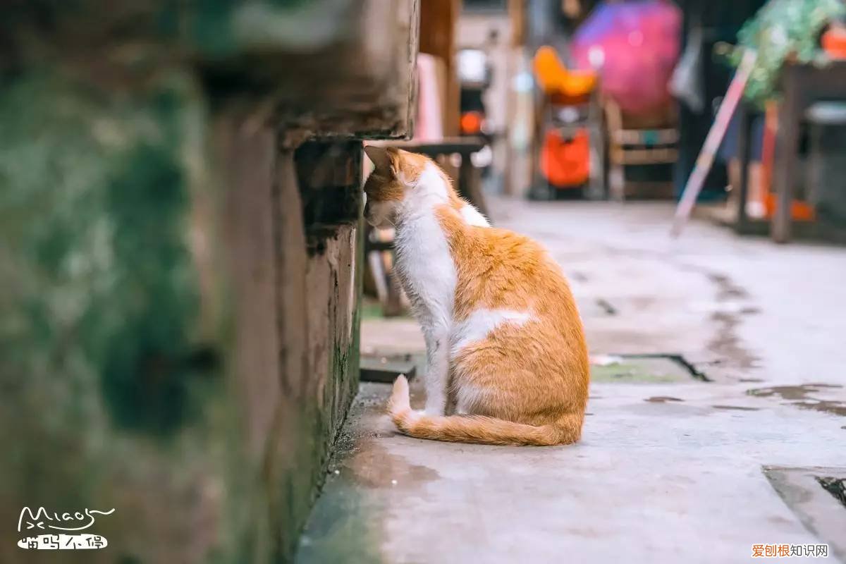 标准答案来啦 猫的课后题及答案，2017年猫咪知识高级考试