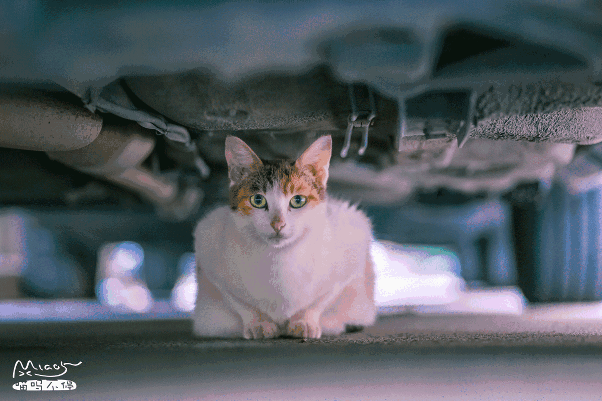 标准答案来啦 猫的课后题及答案，2017年猫咪知识高级考试