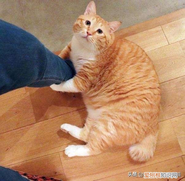 猫奴必懂的104个猫知识pdf，资深猫奴鉴别考试来了！你敢挑战吗？这些题全答对才算牛！