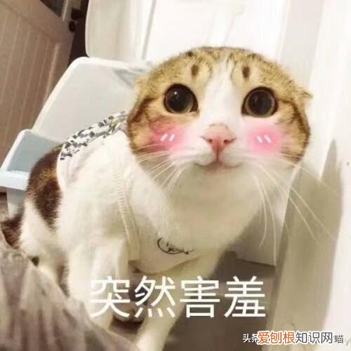 猫奴必懂的104个猫知识pdf，资深猫奴鉴别考试来了！你敢挑战吗？这些题全答对才算牛！
