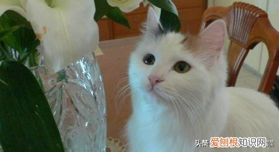 猫奴必懂的104个猫知识pdf，资深猫奴鉴别考试来了！你敢挑战吗？这些题全答对才算牛！