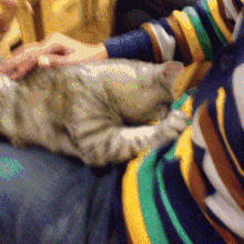 猫奴必懂的104个猫知识pdf，资深猫奴鉴别考试来了！你敢挑战吗？这些题全答对才算牛！