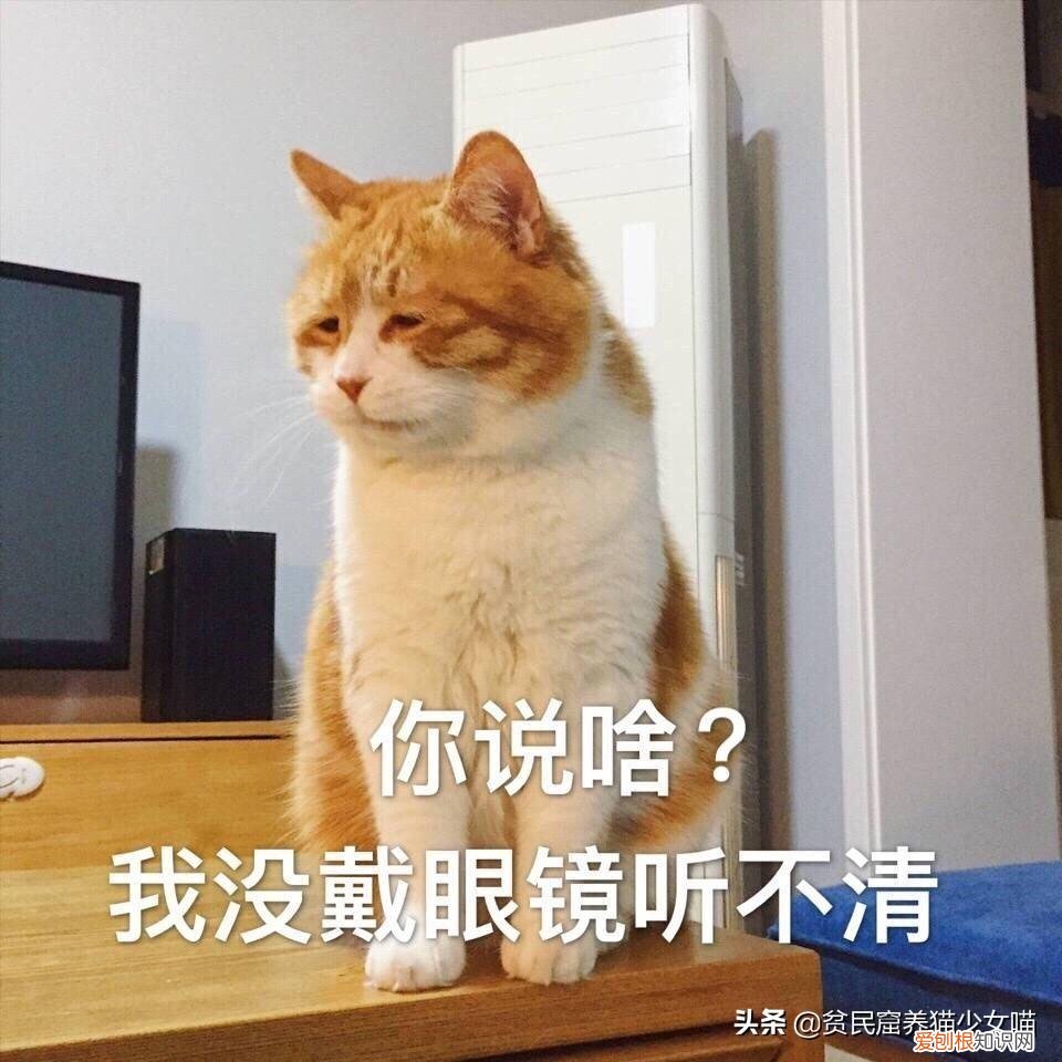 猫奴必懂的104个猫知识pdf，资深猫奴鉴别考试来了！你敢挑战吗？这些题全答对才算牛！