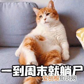 猫奴必懂的104个猫知识pdf，资深猫奴鉴别考试来了！你敢挑战吗？这些题全答对才算牛！