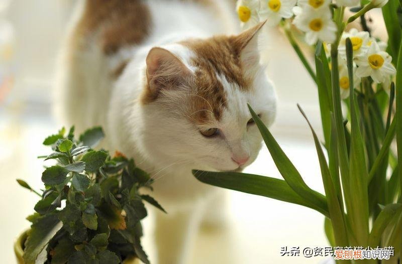 猫奴必懂的104个猫知识pdf，资深猫奴鉴别考试来了！你敢挑战吗？这些题全答对才算牛！
