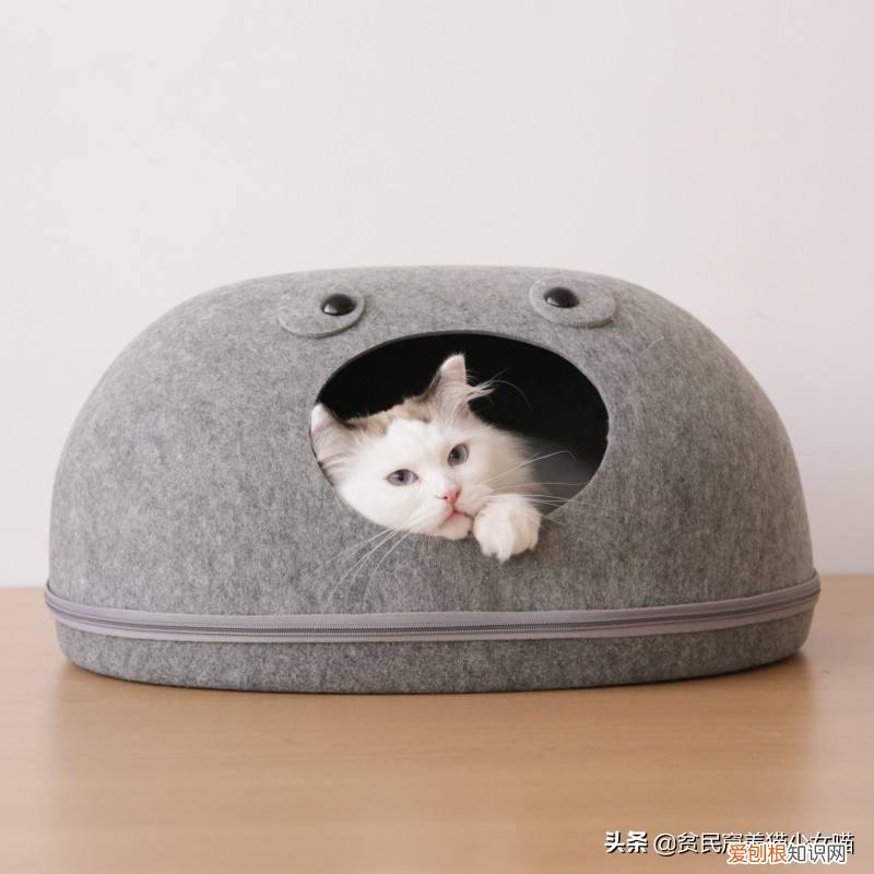 猫奴必懂的104个猫知识pdf，资深猫奴鉴别考试来了！你敢挑战吗？这些题全答对才算牛！