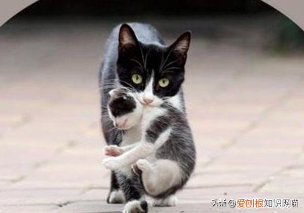 猫奴必懂的104个猫知识pdf，资深猫奴鉴别考试来了！你敢挑战吗？这些题全答对才算牛！